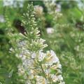 BUTTERFLY BUSH, VANILLA TREAT 2G