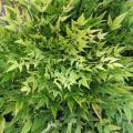 NANDINA, COOL GLOW LIME 3-5 GALL