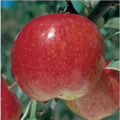 September Wonder Fuji Apple Tree (7 Gal)