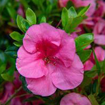 Bloom-A-Thon® Hot Pink Reblooming Azalea 3-5G