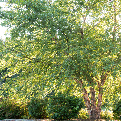 Heritage River Clump Birch  3"