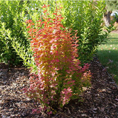 BARBERRY, SUNJOY ORANGE PILLAR 2