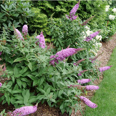 BUTTERFLY BUSH, PUGSTER PINKR 2G