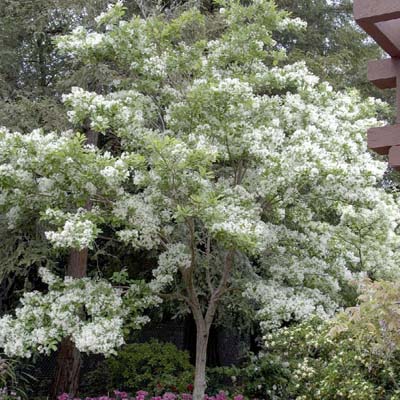 FRINGETREE, WHITE 1.5"