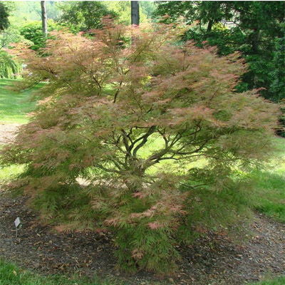 Japanese 'Baldsmith' Maple