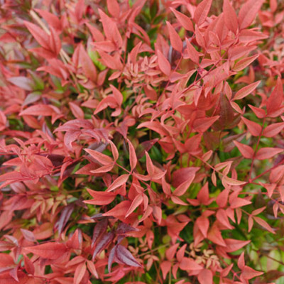 Cool Glow Pomegranate Nandina 3-5G