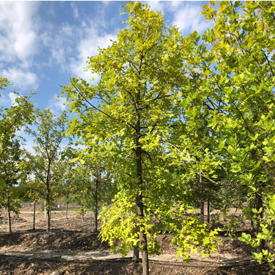 Bur Oak (25 Gal)