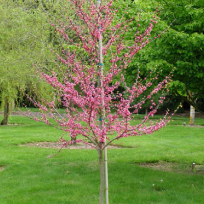 REDBUD, APPALACHIAN RED 1.75"