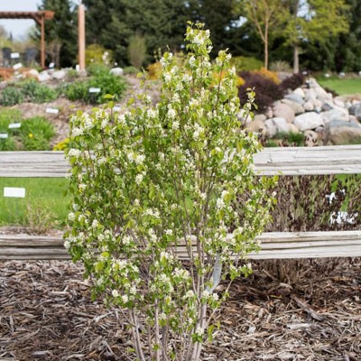 SERVICEBERRY, STAND OVATION 10G