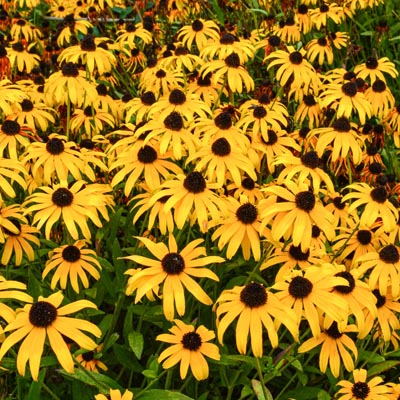 US NATIVE SEEDS