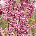 REDBUD, PINK POM POM 6'