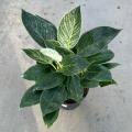 PHILODENDRON BIRKIN 6"