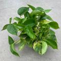 POTHOS SUN QUEEN