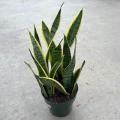 SANSEVIERIA LAURENTII 6"