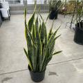 SANSEVIERIA LAURENTII 10"