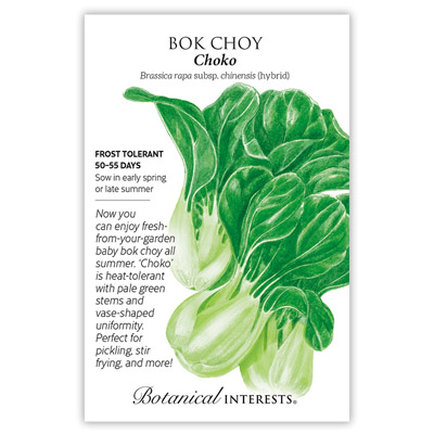 BOK CHOY CHOKO HYBRID