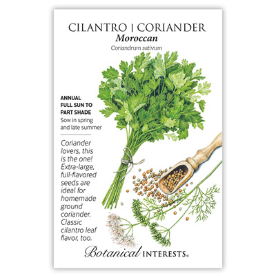 CILANTRO/CORIANDER MOROCCAN