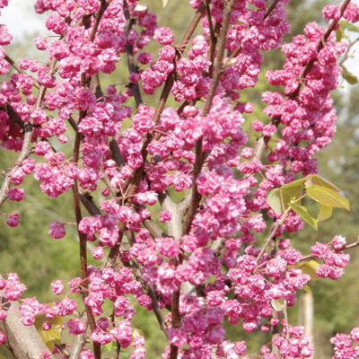 REDBUD, PINK POM POM 6'