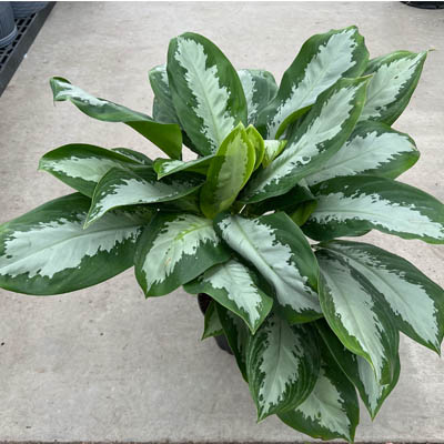 AGLAONEMA DIAMOND BAY 10"