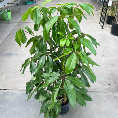 SCHEFFLERA AMATE BUSH 10"