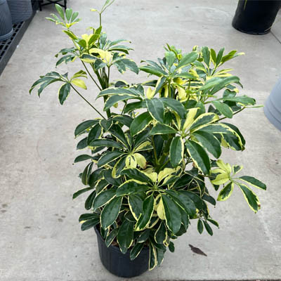 SCHEFFLERA ARBORICOLA 10"