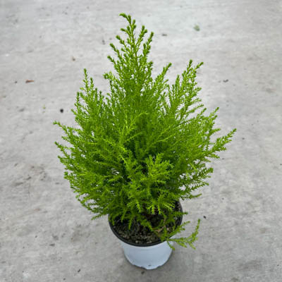 Lemon Cypress Cone 4.5"