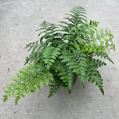 FERN AUSTRAL GEM 6"