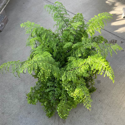 FERN MOTHER 10"