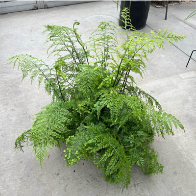 FERN MOTHER 8"