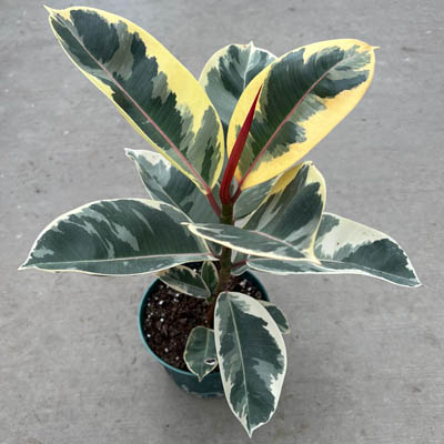 FICUS TINEKE