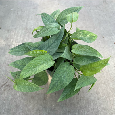 POTHOS CEBU BLUE 4"