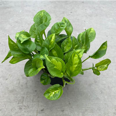 POTHOS GLOBAL GREEN 6"