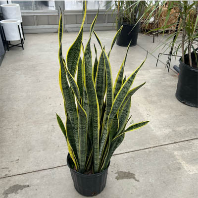 SANSEVIERIA LAURENTII 10"