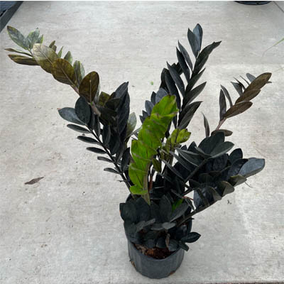 ZZ PLANT BLACK RAVEN 10"