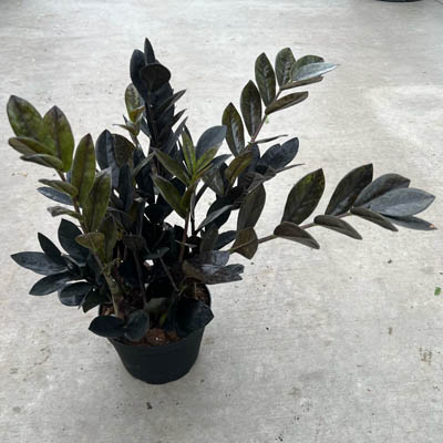 ZZ PLANT BLACK RAVEN 6"