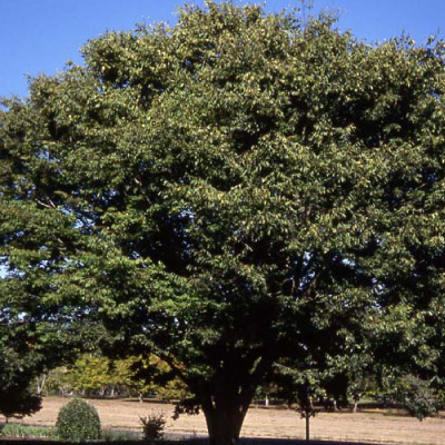 Village Green Zelkova (2")