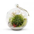 TERRARIUM, HANGING ROUND