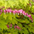 DICENTRA, GOLD HEARTS 1G