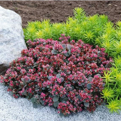 Sedoro Blue Elf Sedum 1G