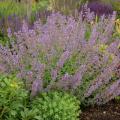 CATMINT, WALKERS LOW 2 GAL