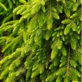 SPRUCE, SERBIAN WEEP BRUNS 5 GAL