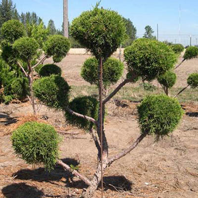 JUNIPER, SEA GREEN POM 5 GALLON