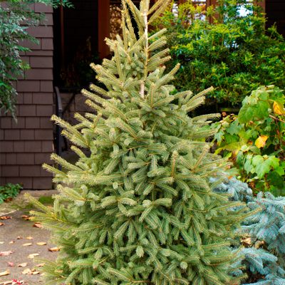 SPRUCE, BLACK HILLS 7 GALLON