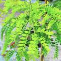 Imperial Honeylocust (2.5")