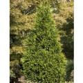 Tiny Tower Arborvitae 10G