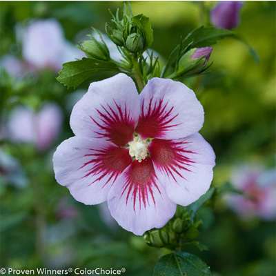 Orchid Satin Rose of Sharon Althea 7G