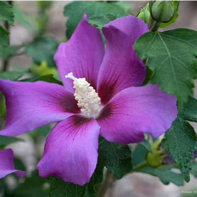 Purple Satin Rose of Sharon 'Althea' Tree 5-gal