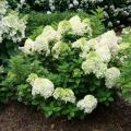 Little Lime Punch® Panicle Hydrangea 2G