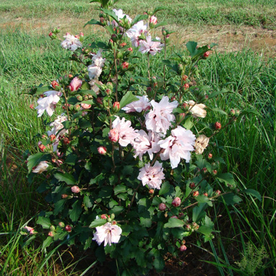 Lady Bug Rose of Sharon 'Althea' 3-5 gal