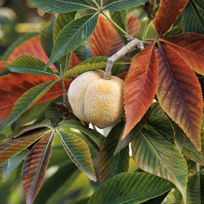 HORSE CHESTNUT, AUTUMN SPLENDOR